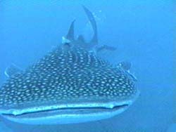 Tiburón Ballena