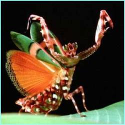 Mantis Flor
