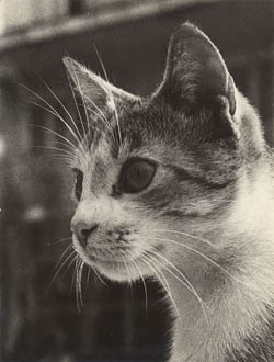Gato