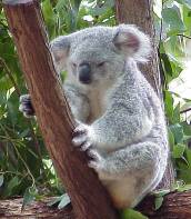 Koala