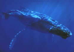 Ballena Azul