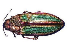 Escarabajo Joya (Buprestidae)