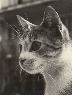 Gato