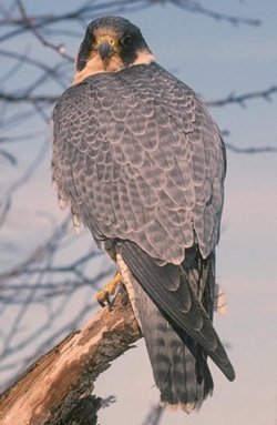 Halcón Peregrino
