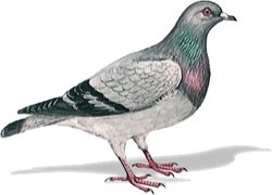 Paloma