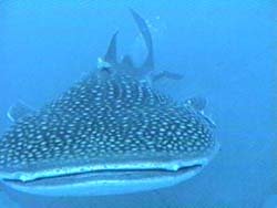 Tiburón Ballena